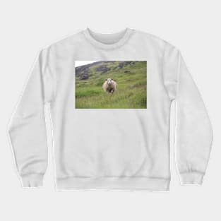 Icelandic sheep on an open pasture Crewneck Sweatshirt